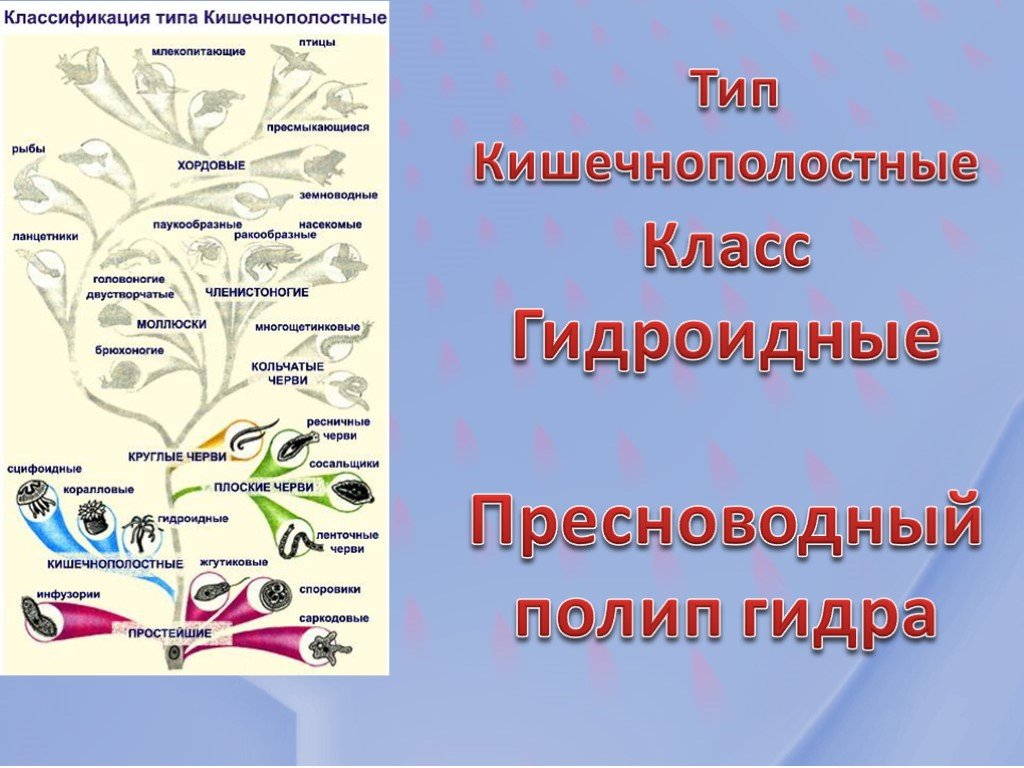 Кракен даркнет официальный сайт